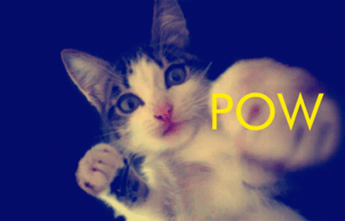 a po of a kitten with the words paw