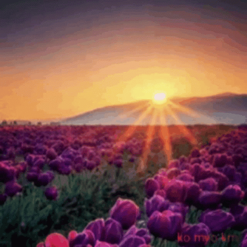 a field full of purple tulips in the evening