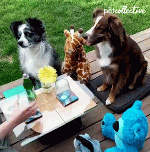 two dogs sitting together outside on a picnic table