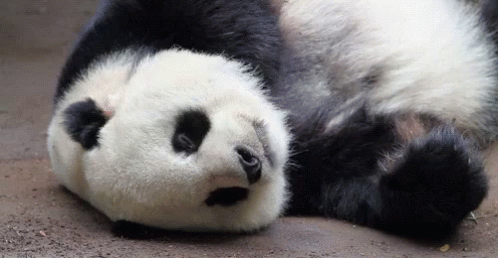 a panda bear is lying on its side