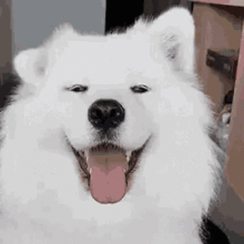 an adult fluffy white dog smiles at the camera