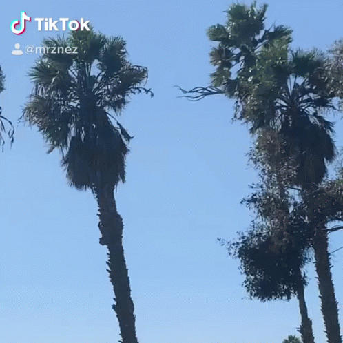 three palm trees against an orange sky