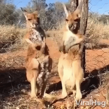 two kangaroos in the wild near a tree