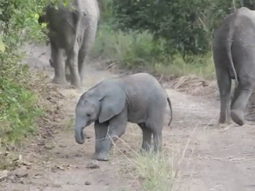 there are several elephants standing on a dirt path