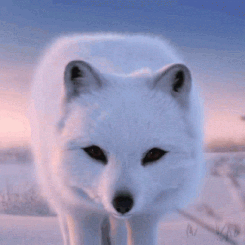 a white wolf in the wild staring straight ahead
