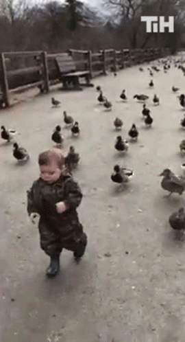 a small child is walking around a flock of ducks