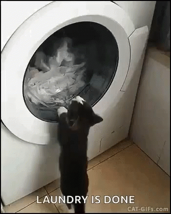 a black cat is on the toilet playing with the water