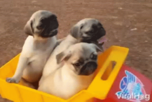 three little dogs are sitting inside of a small blue boat