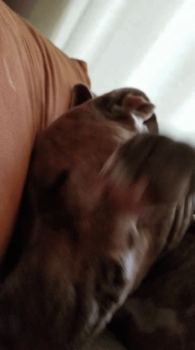 a close up of a person sleeping on a couch with his dog