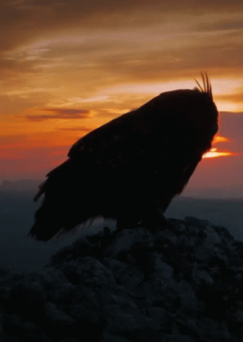 a raven is standing on a rock, with the sky in the background