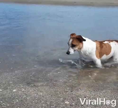 a dog is walking through some muddy water