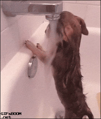 a dog sticking its head in a bath tub
