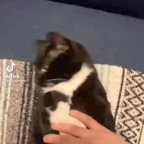 someone pets a black and white cat laying on a bed