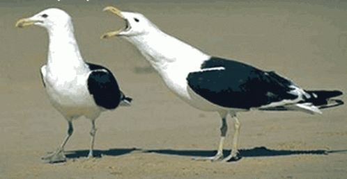 two seagulls standing on sand near the ocean