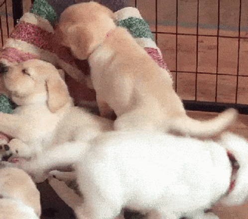 two puppies playing with their owner while their mother sleeps