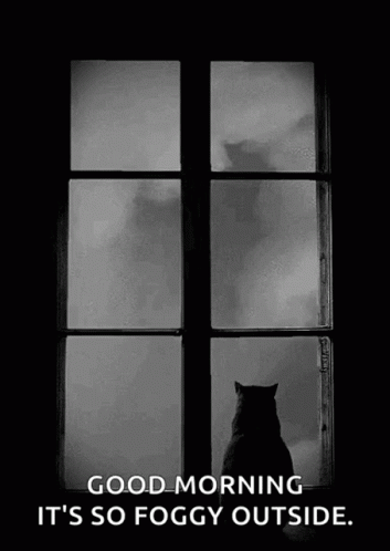 a cat standing by the window looking at the outside