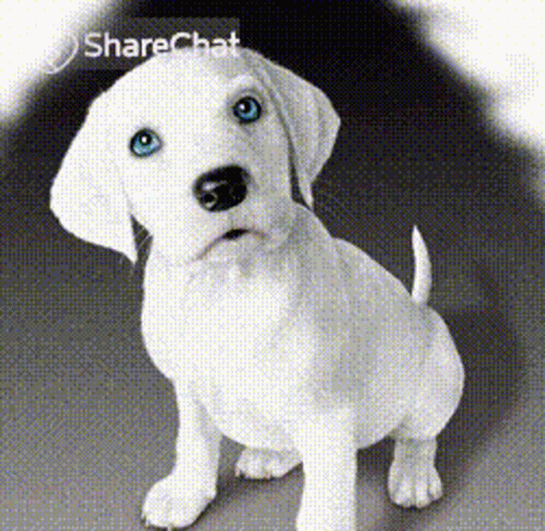 a cute small white puppy sitting and looking up