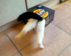 a black and white cat pulling a package off the ground
