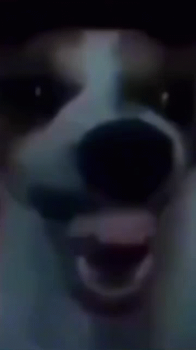 a white dog with black spots looks at the camera