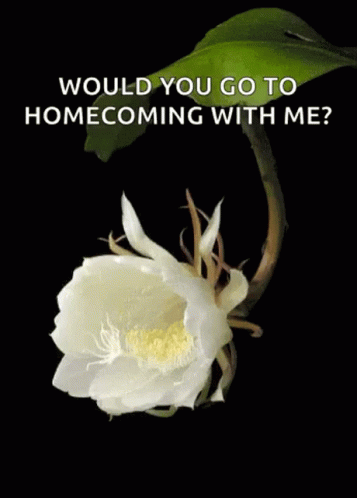 a black and white po with a flower and text that reads would you go to homecoming with me?