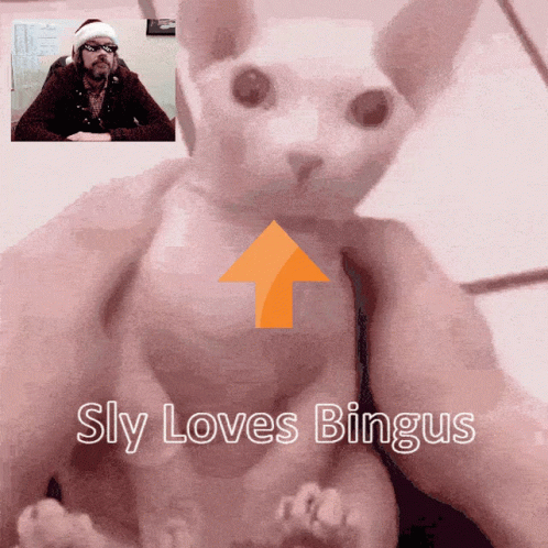 a stuffed toy is in a man's lap with the text shy loves bingus below it