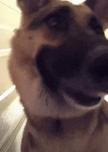 blurry pograph of a dog with his nose up