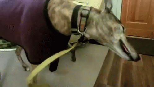 a dog wears a sweater on its leash