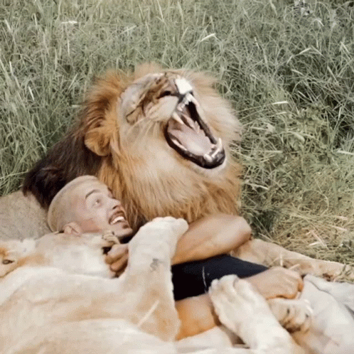 a male lion has his face on a baby