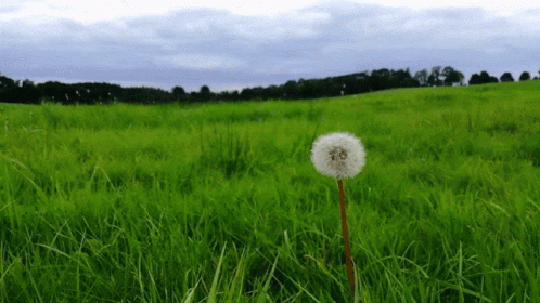 a lone dandelion sitting in the middle of a grass field