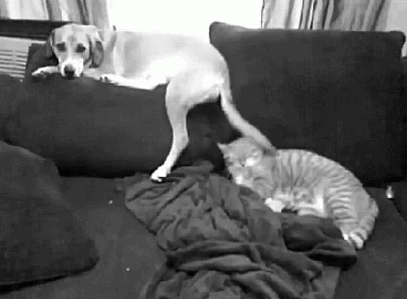 a white dog laying on top of a couch next to a cat