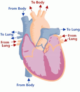 the heart diagram showing the various functions
