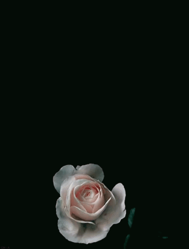 a white rose is in the dark on a table