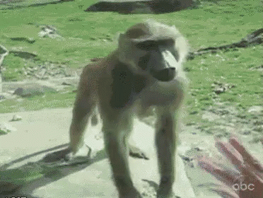 this is a blurry image of a monkey on a beach
