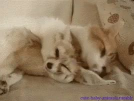 a puppy and a cat playing together on the couch