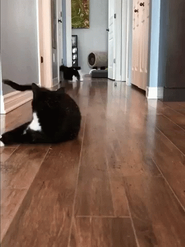 two cats lay on the ground in a house