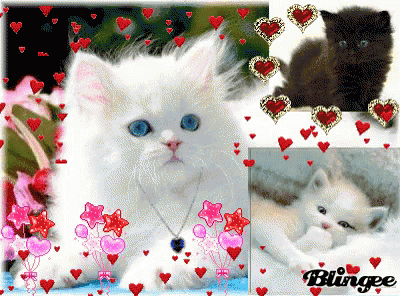 several different cat pos and images with hearts