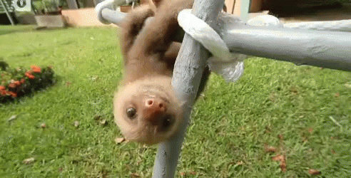 a young grey headed sloth hanging upside down from a wooden pole