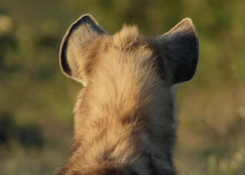 a hyena's profile in light blue light