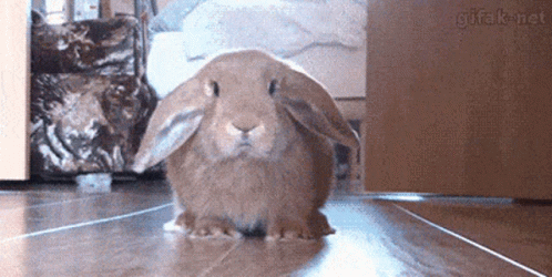 a rabbit sits on the floor in front of a suitcase
