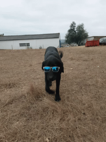 a dog is wearing sunglasses and running through the grass