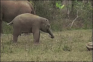 there are three baby elephants in the grass