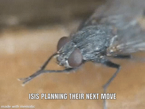 a mosquito with an alert message about its attack