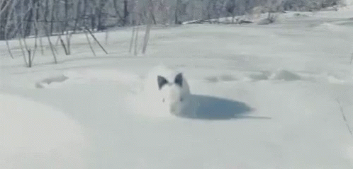 a dog standing in the snow on a trail