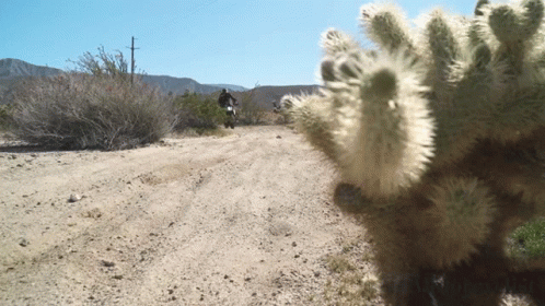 a very big nice cactus by some rocks