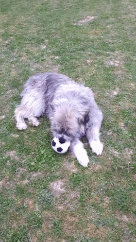 the dog is laying down in the yard with a soccer ball