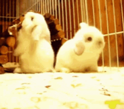 two small white chicks in a caged area