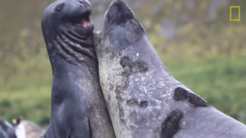 two seals are making face to face on a grassy field