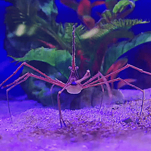 the blue crab is standing on its hind legs