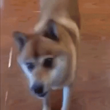 this blurry dog has an odd face, and is walking away