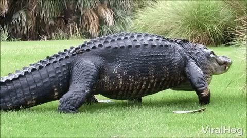 an alligator sitting in the grass on a lawn